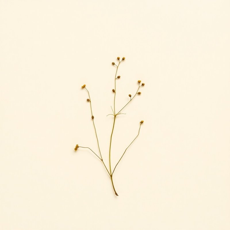 Lemna minor (Duckweed) — botanical photograph