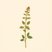 Melissa officinalis (Lemon balm) — botanical photograph