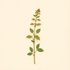 Melissa officinalis (Lemon balm) — botanical photograph