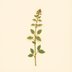 Melissa officinalis (Lemon balm) — botanical photograph