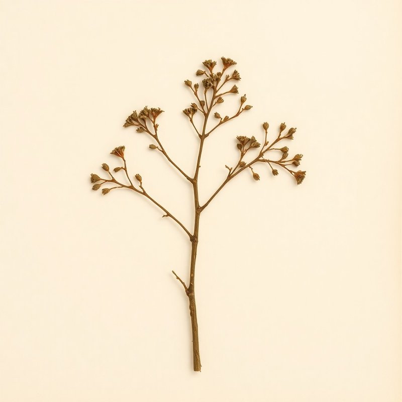 Leptospermum scoparium (Tea Tree) — botanical photograph