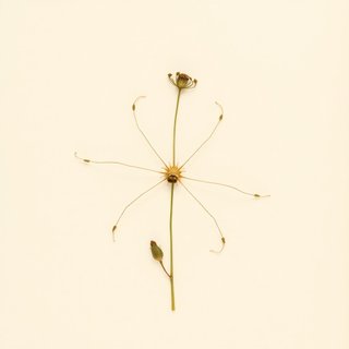 Leucas cephalotes (Spiderwort) — botanical photograph
