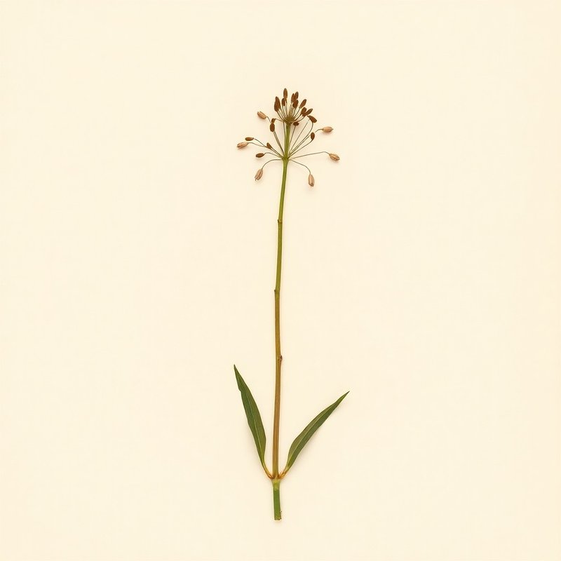 Leucojum vernum (Spring Snowflake) — botanical photograph