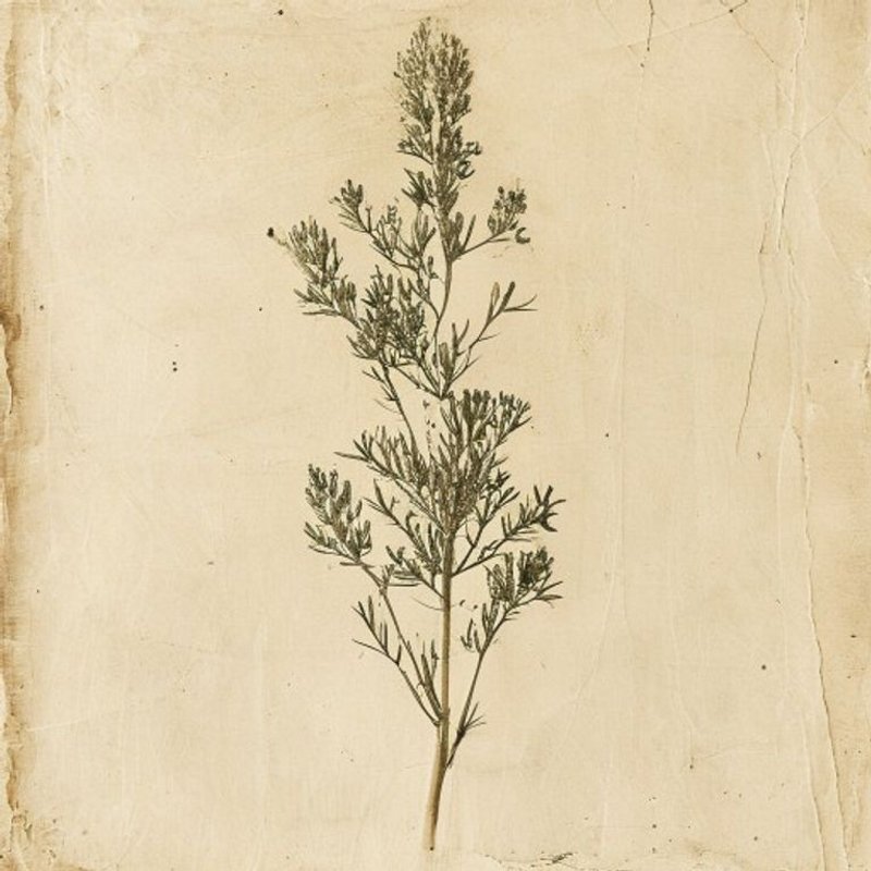 Ligusticum scoticum (Scottish Lovage) — botanical photograph