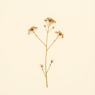 Limnanthes alba (Meadowfoam) — botanical photograph