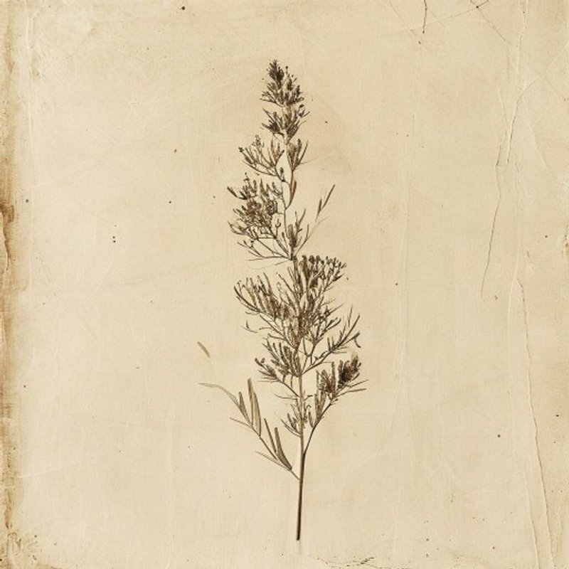 Lissanthe sapida (Lissanthe sapida) — botanical photograph
