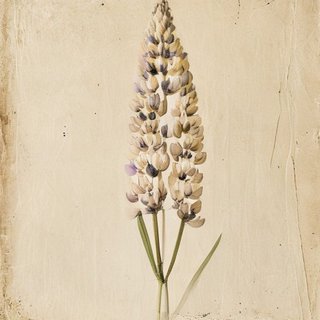 Lupinus termis (White Lupin) — botanical photograph