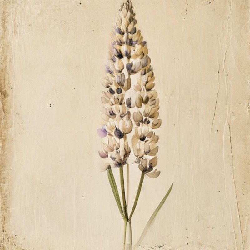 White Lupin