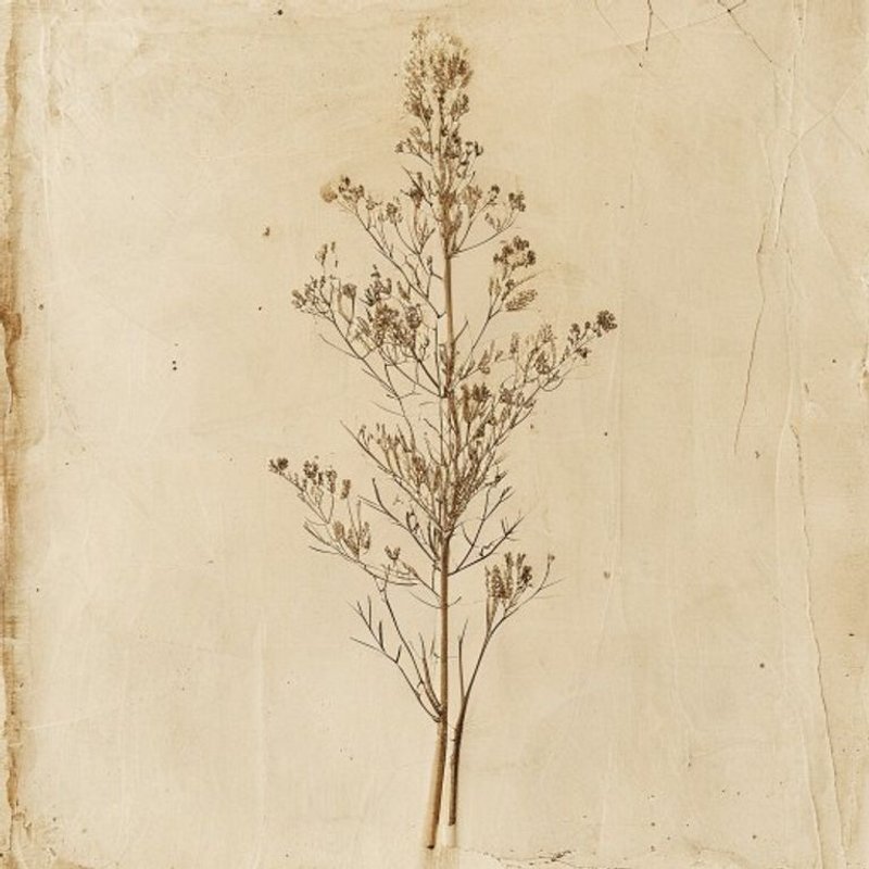 Lygodesmia grandiflora (Skeleton Plant) — botanical photograph