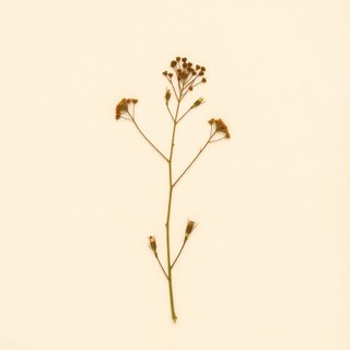 Malpighia glabra (Escobillo) — botanical photograph