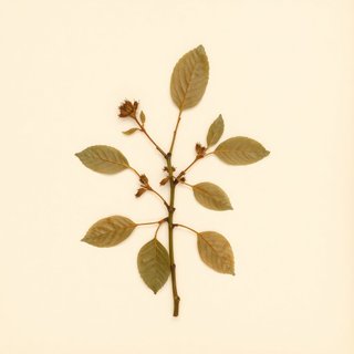 Malus kansuensis (Calva crabapple) — botanical photograph