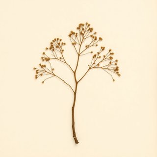 Melia azederach (Bead Tree) — botanical photograph