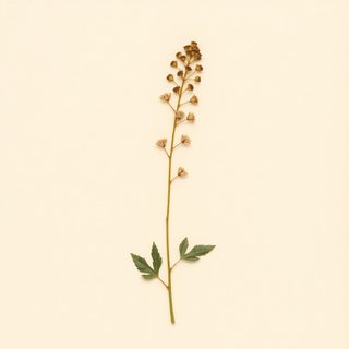 Melilotus wolgicus (Sweetclover) — botanical photograph