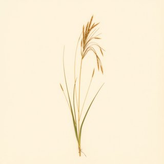 Microlaena stipoides (Weeping rice grass) — botanical photograph
