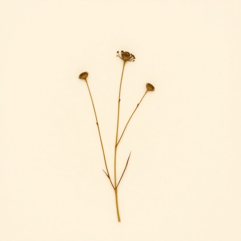 Microseris nutans