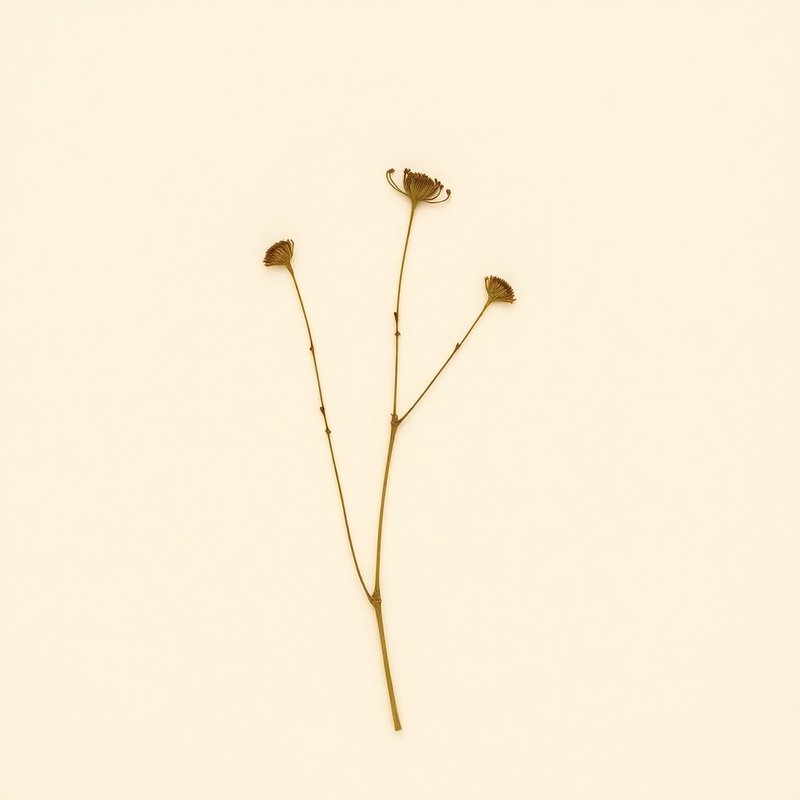Microseris scapigera