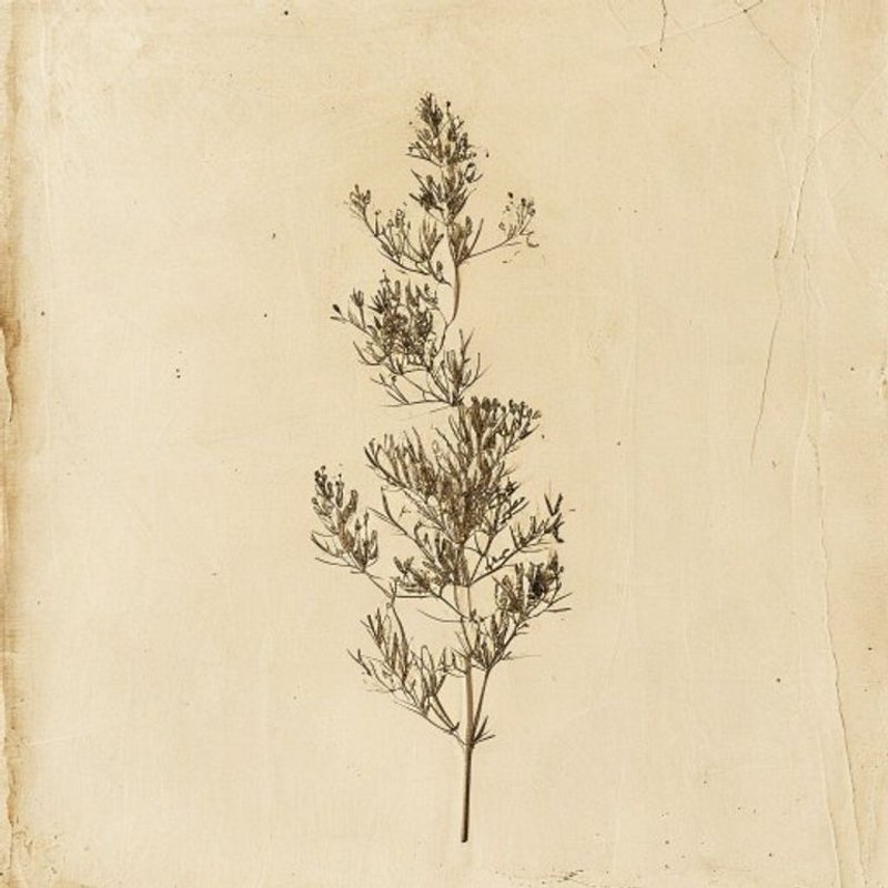 Muehlenbeckia astonii
