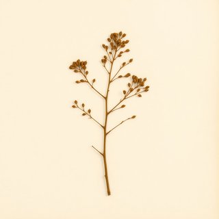 Musanga cecropioides (Corkwood) — botanical photograph