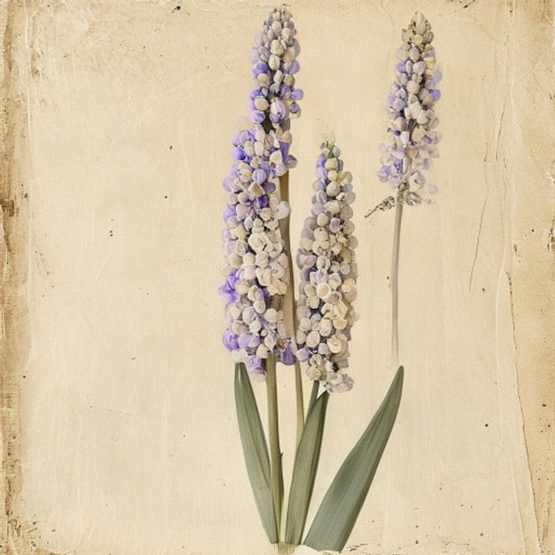 Muscari botryoides (Italian Grape Hyacinth) — botanical photograph