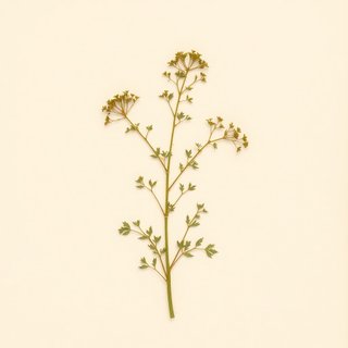Musineon divaricatum (Wild Parsley) — botanical photograph