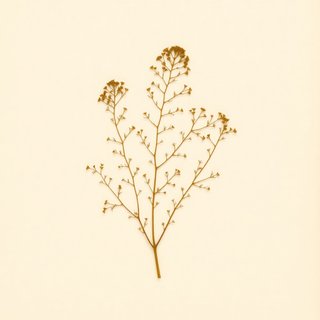 Myriophyllum spicatum (Water Milfoil) — botanical photograph