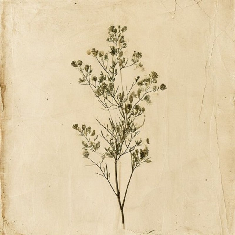 Myriophyllum verticillatum (Myriad Leaf) — botanical photograph