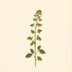Ocimum tenuiflorum (Holy Basil) — botanical photograph