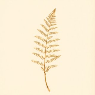 Onoclea sensibilis (Sensitive Fern) — botanical photograph