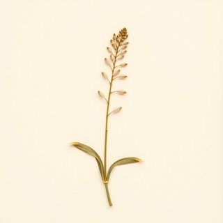 Ophioglossum vulgatum (Adder's Tongue) — botanical photograph