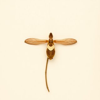 Ophrys insectifera (Fly Orchid) — botanical photograph