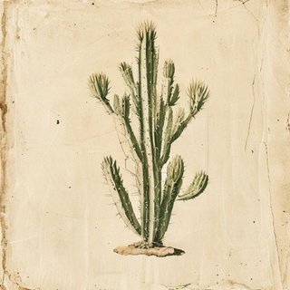 Opuntia imbricata (Tree Chola) — botanical photograph