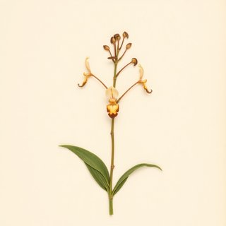 Orchis militaris (Military Orchis) — botanical photograph