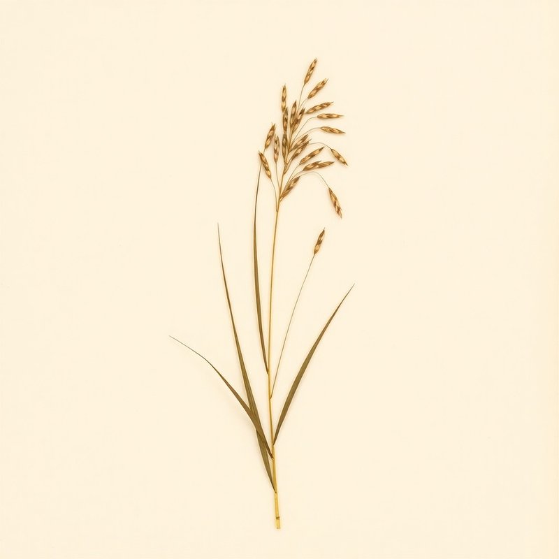 Oryza longistaminata (Perennial wild rice) — botanical photograph