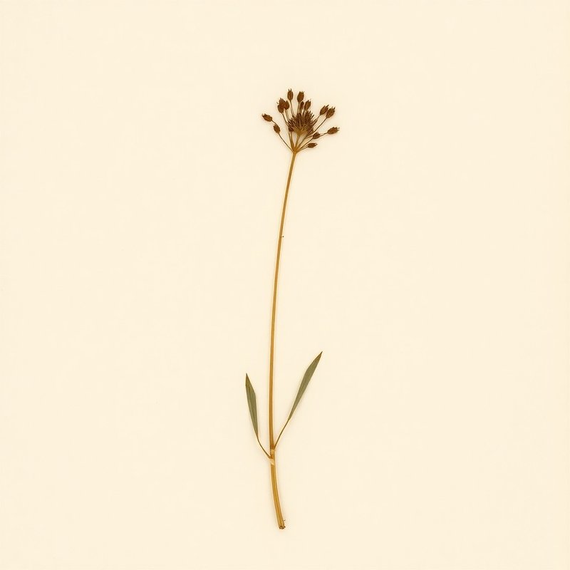 Osmorhiza longistylis (Aniseroot) — botanical photograph