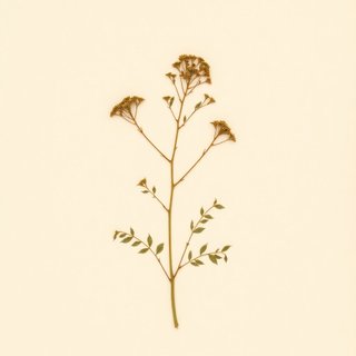 Osmorhiza occidentalis (Western Sweet-Cicely) — botanical photograph