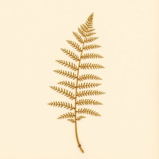 Osmunda claytoniana (Interrupted Fern) — botanical photograph