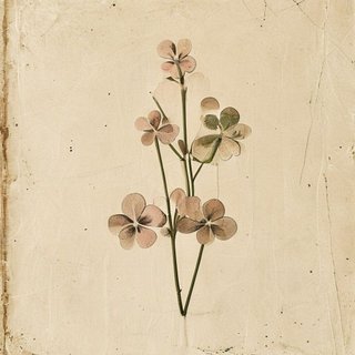 Oxalis articulata (Pink Sorrel) — botanical photograph