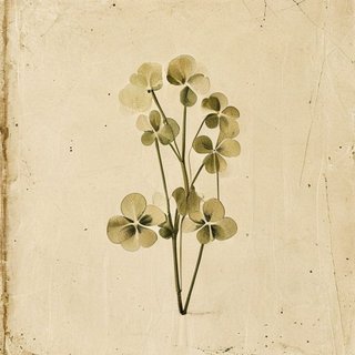 Oxalis bifida (Oxalis bifida) — botanical photograph