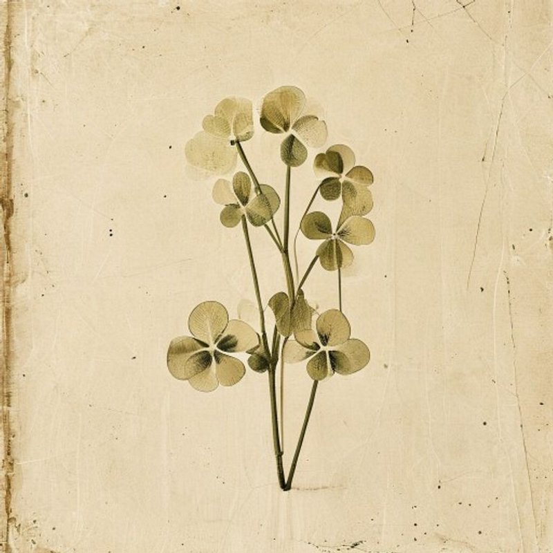 Oxalis bifida