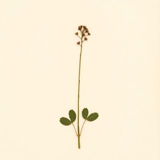 Oxalis deppei (Iron Cross Plant) — botanical photograph