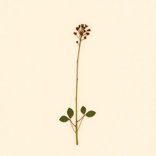 Oxalis oregana (Redwood Sorrel) — botanical photograph