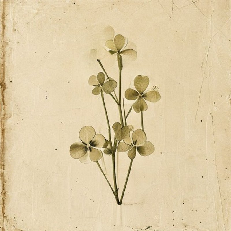 Oxalis tetraphylla (Oxalis tetraphylla) — botanical photograph