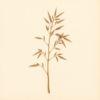 Oxytenanthera abyssynica (Savanah Bamboo) — botanical photograph