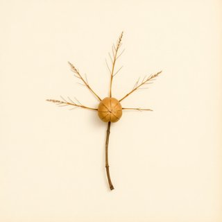 Pachira glabra (Saba Nut) — botanical photograph