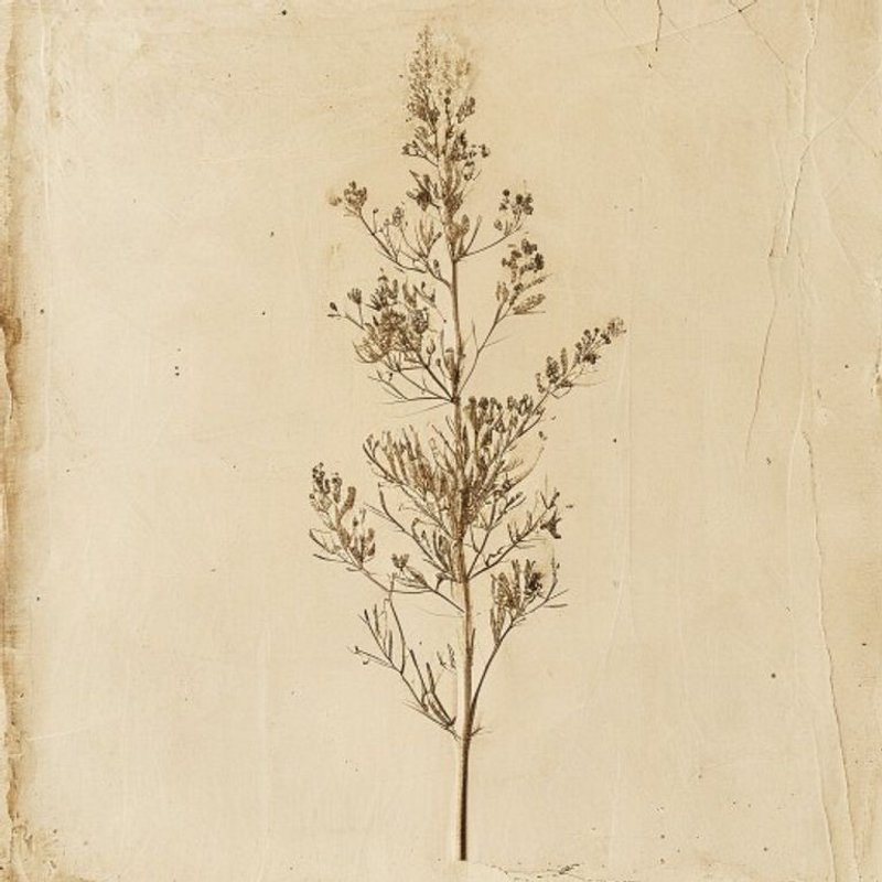 Paederia scandens