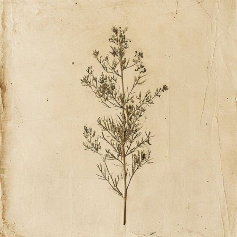 Pellitory Of The Wall