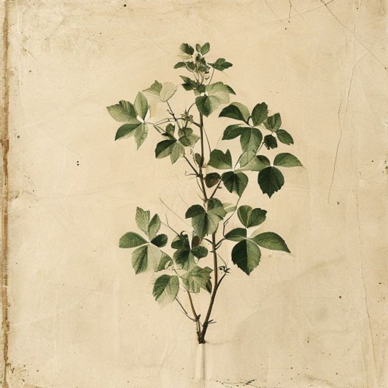 Parthenocissus tricuspidata (Boston Ivy) — botanical photograph