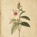 Passiflora actinia (Passion Flower) — botanical photograph