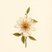 Passiflora herbertiana (Passiflora herbertiana) — botanical photograph