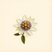 Passiflora umbilicata (Passion Flower) — botanical photograph